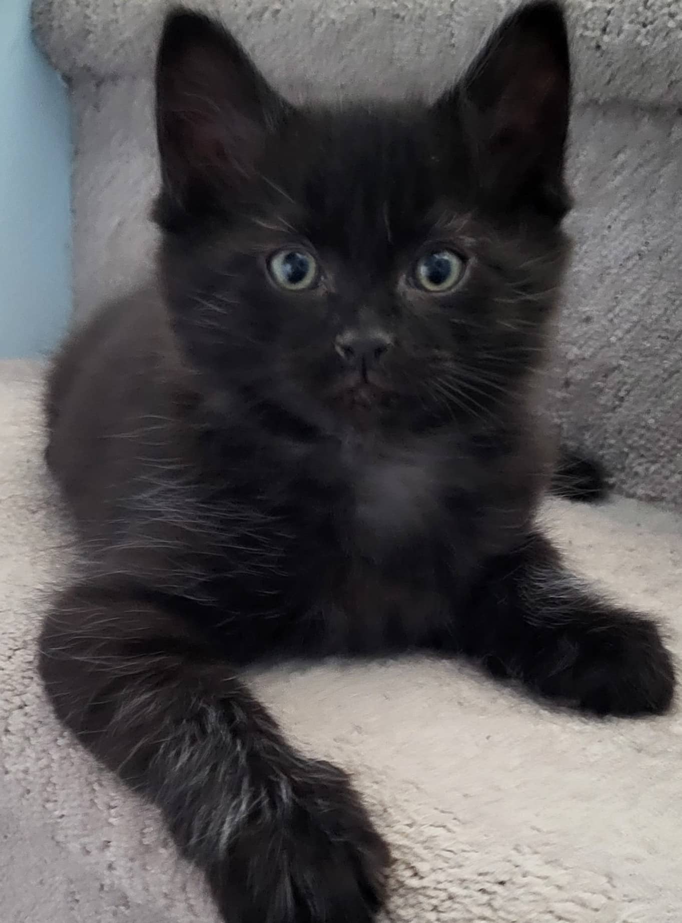 Sherlock - Domestic Shorthair available for adoption