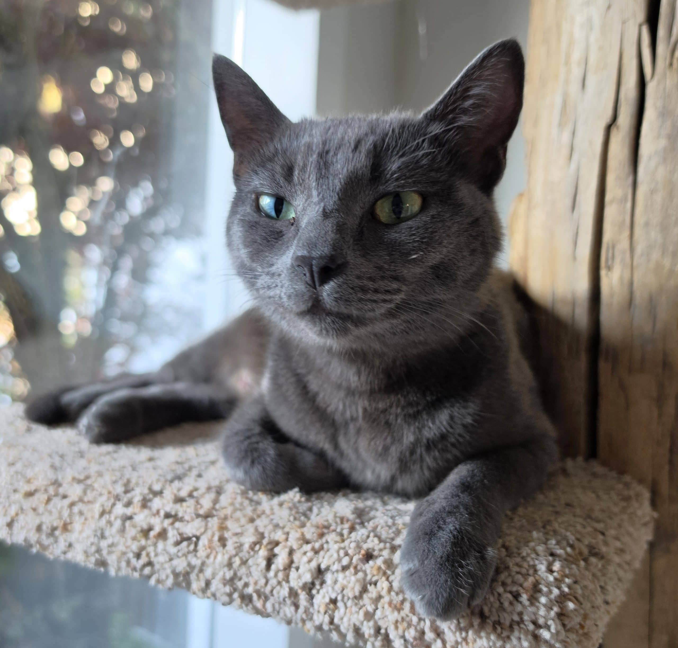 Smokey - Domestic Shorthair cat available for adoption at Victoria Pet Adoption Society in Victoria