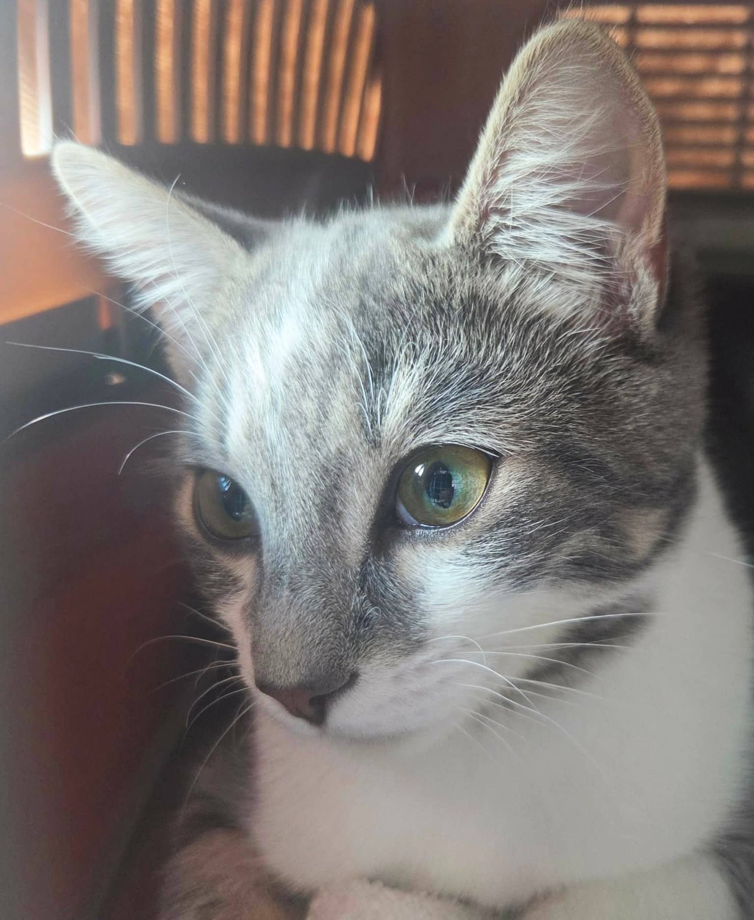 Lenny - Domestic Shorthair cat available for adoption at Victoria Pet Adoption Society in Victoria