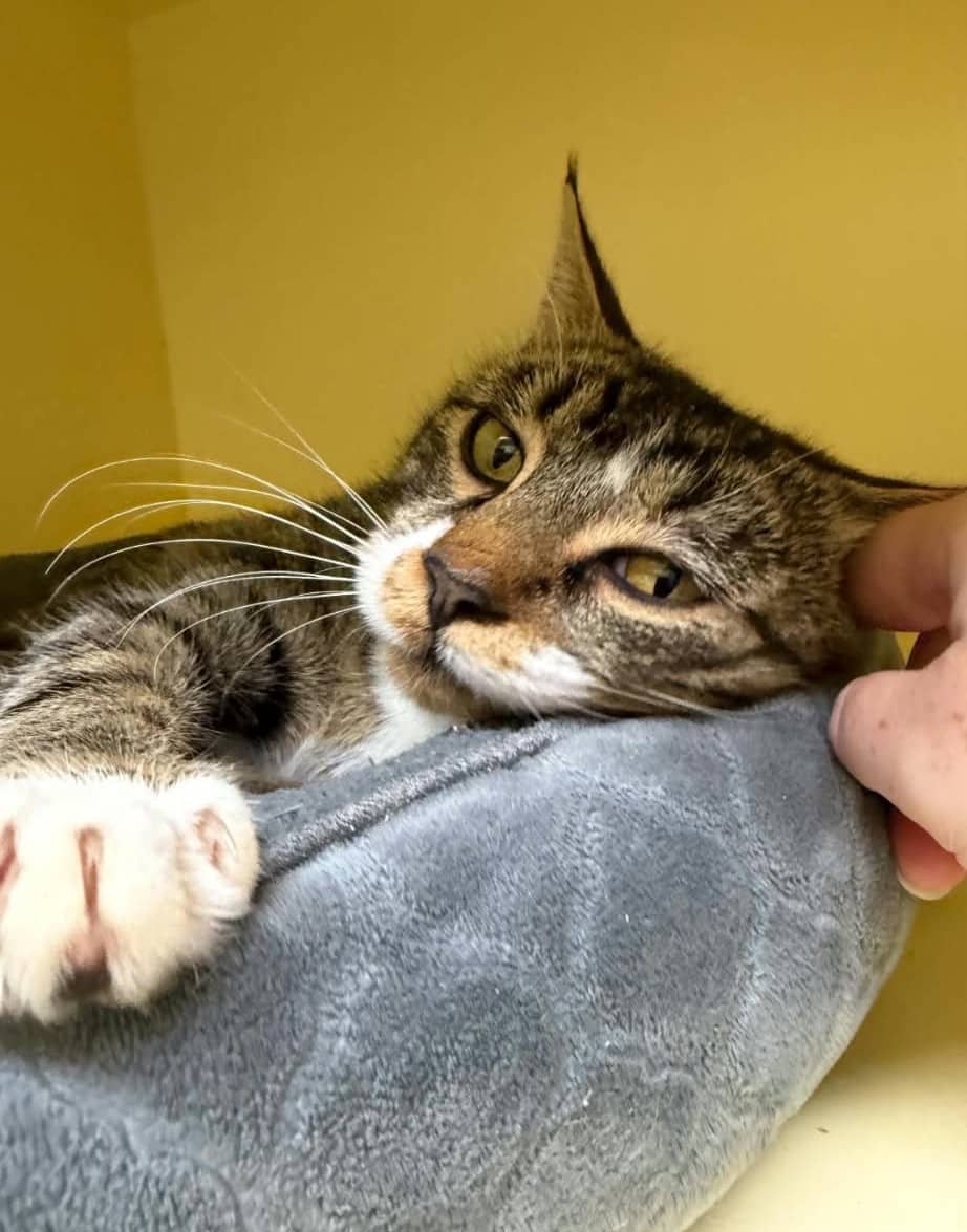 Henry - Domestic Shorthair cat available for adoption at Victoria Pet Adoption Society in Victoria