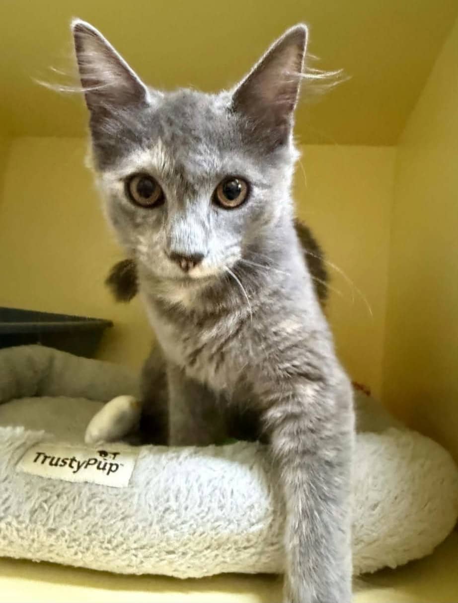 Opal - Domestic Shorthair available for adoption