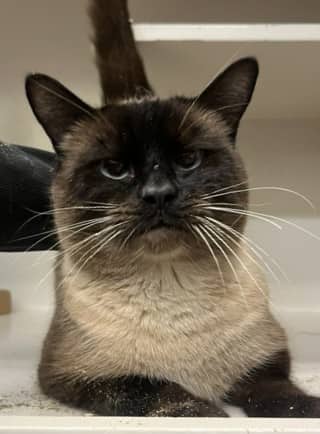 TheMuffinMan - Domestic Shorthair available for adoption