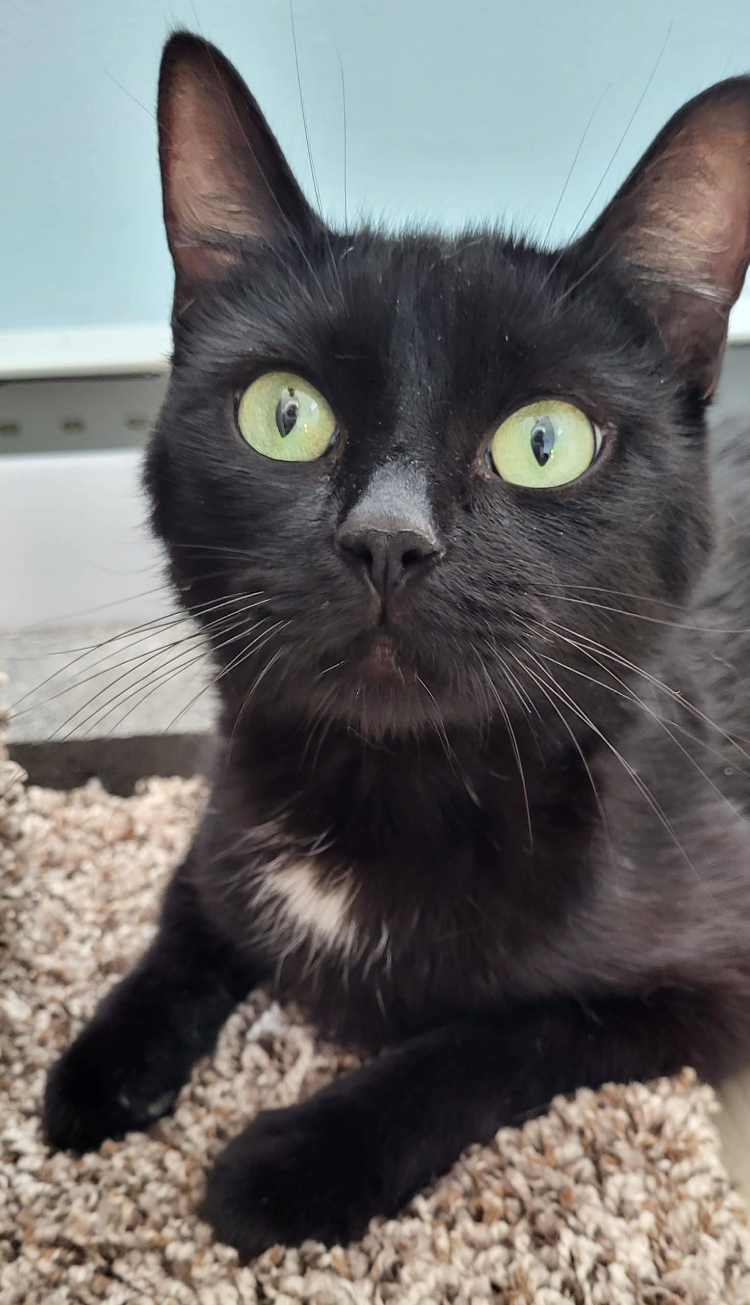 Miss Marple - Domestic Shorthair cat available for adoption at Victoria Pet Adoption Society in Victoria