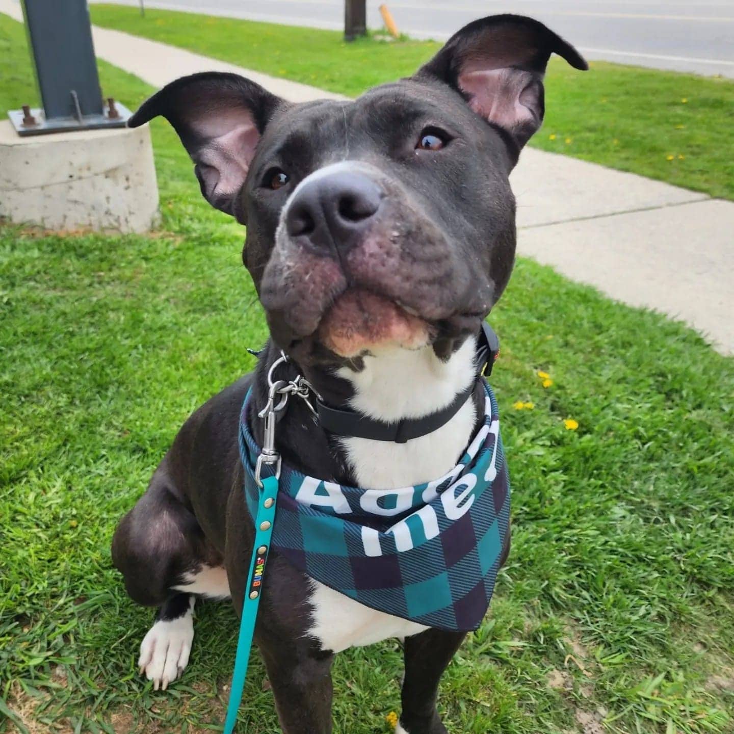 Khoya - Bully Mix available for adoption in Ontario
