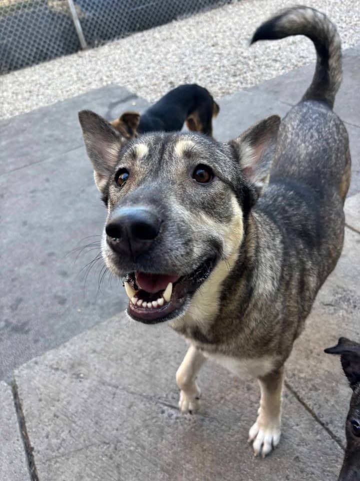 Zava - Husky Mix available for adoption in Ontario