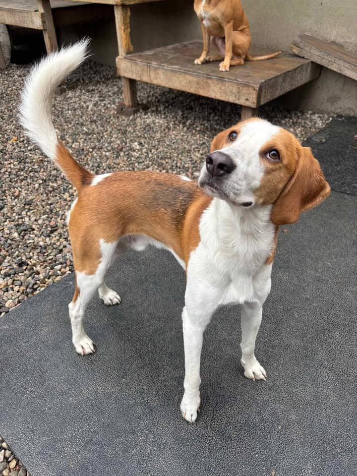 Tango - Hound Mix available for adoption in Ontario