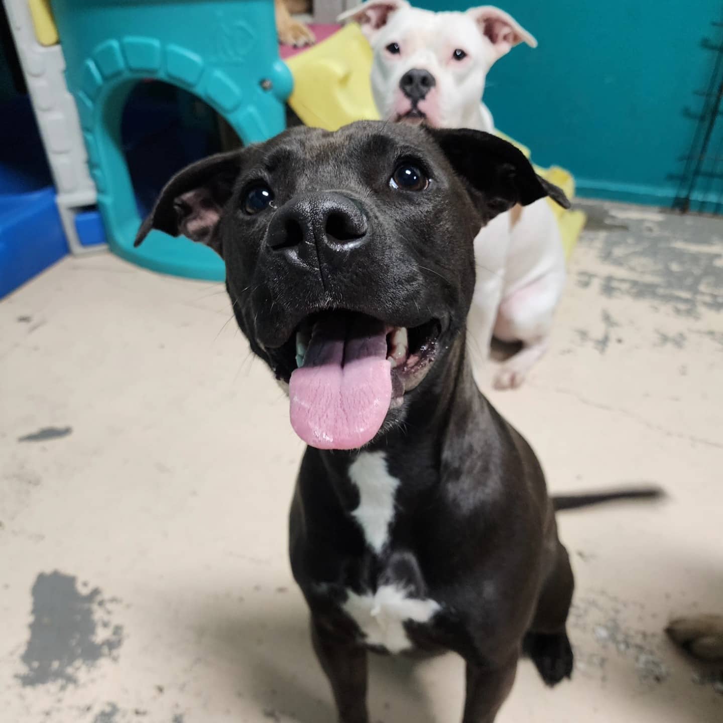 Priya - Bull Terrier/Boxer Mix available for adoption in Ontario