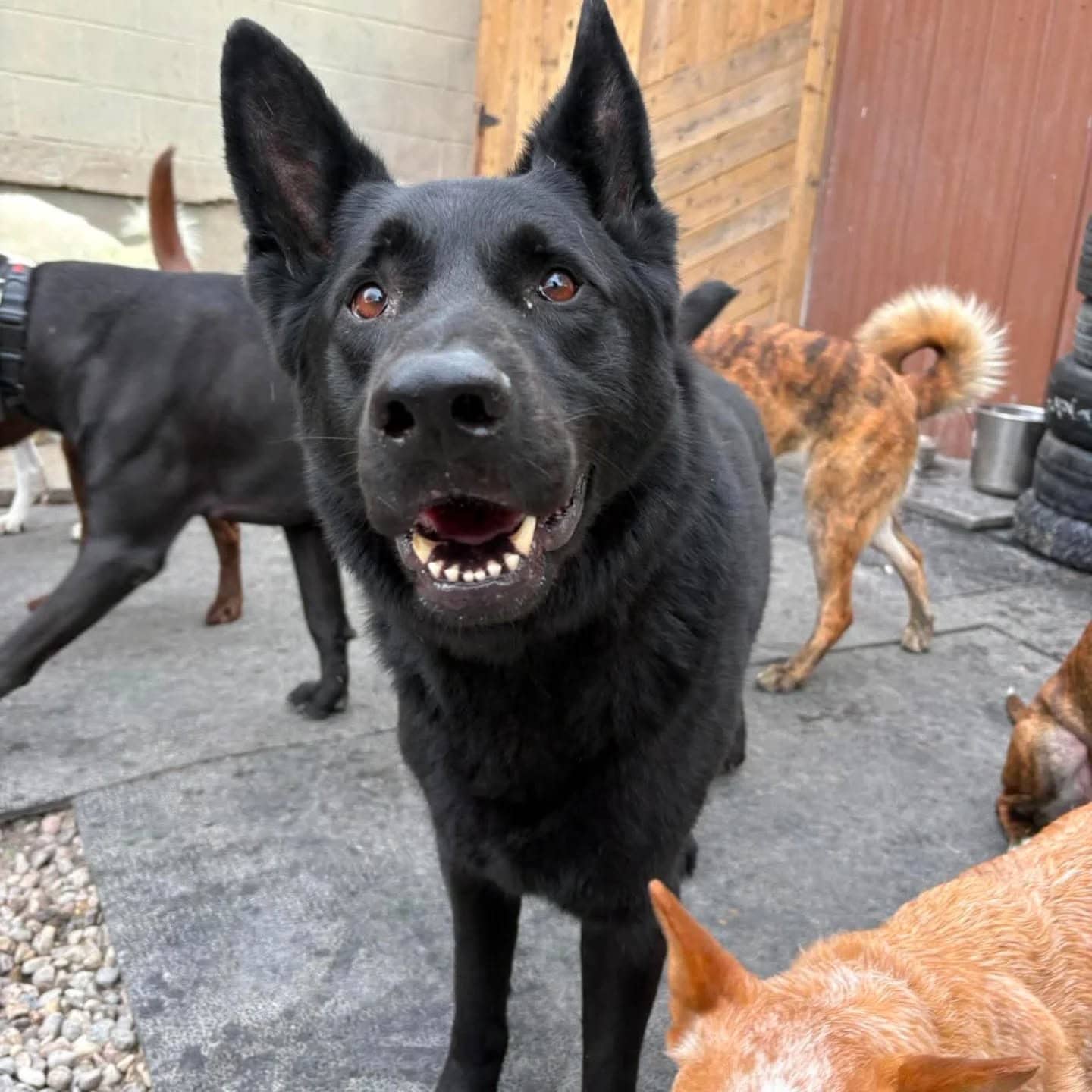 Jäger - German Shepherd available for adoption in Ontario