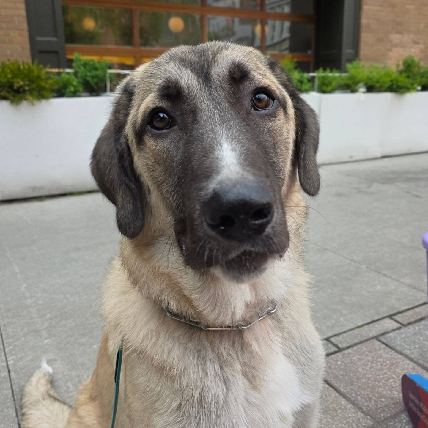 Hawkins - Anatolian Shepherd available for adoption in Ontario