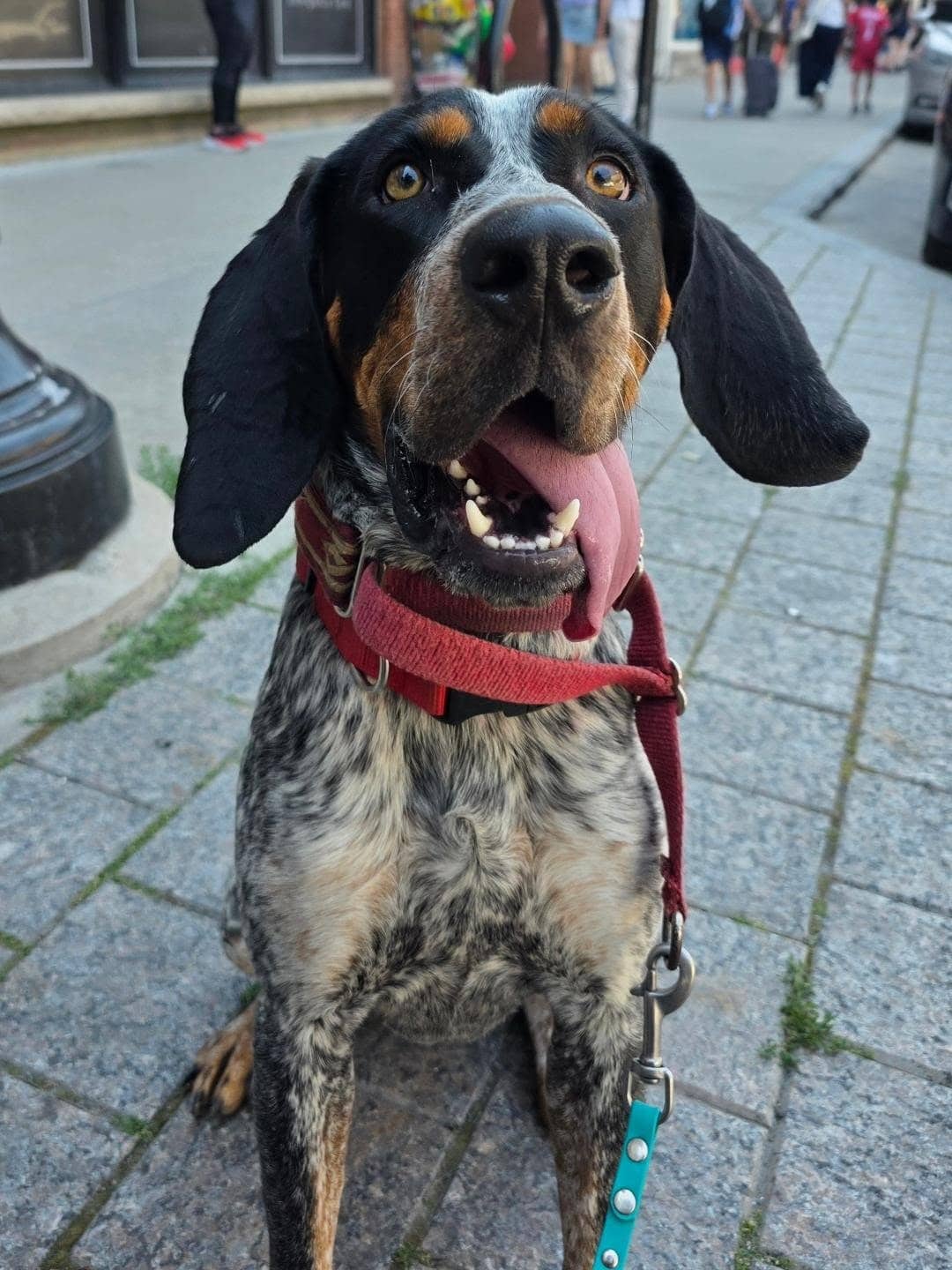 Bowie - Bluetick Coonhound available for adoption in Ontario