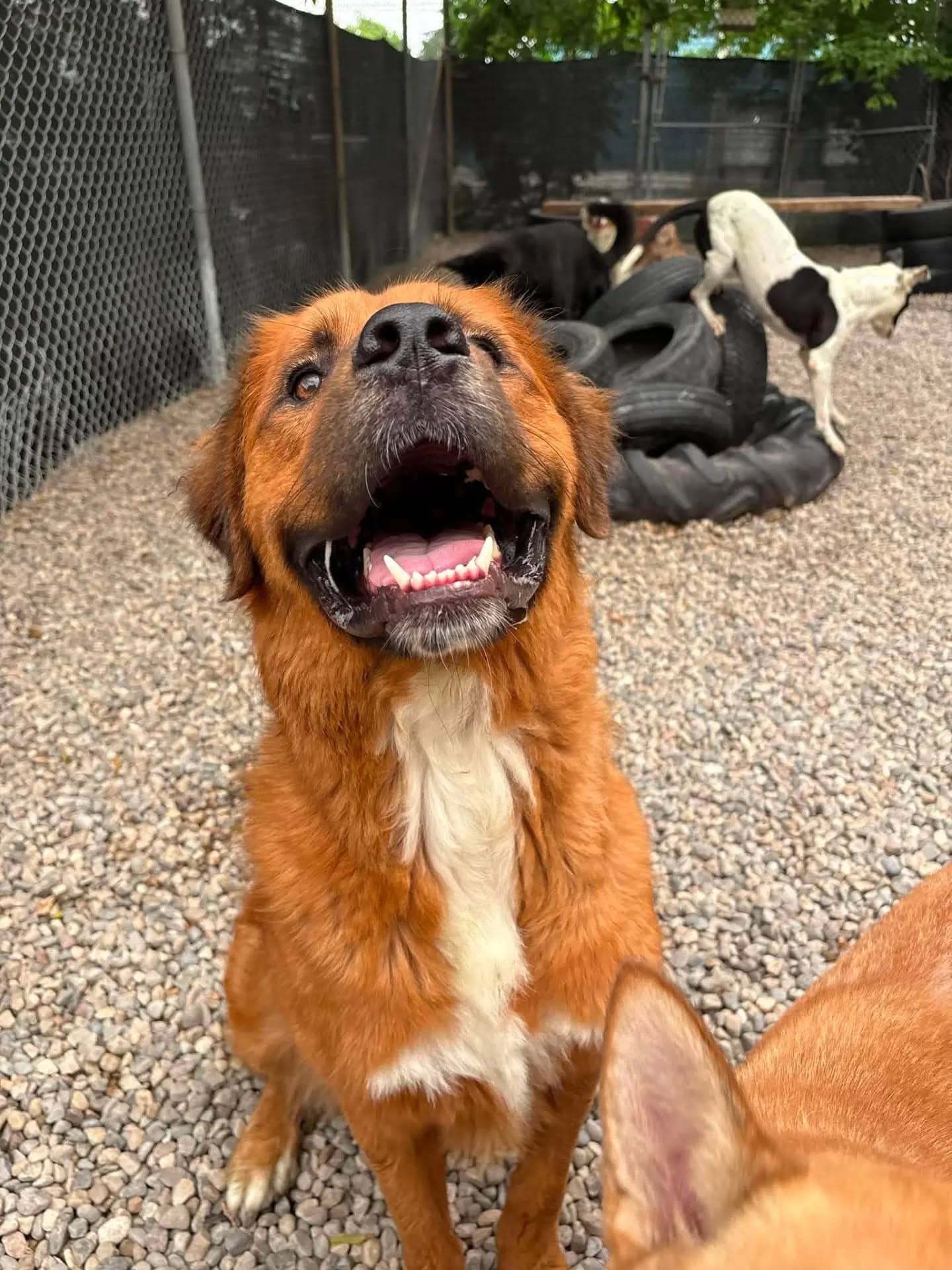 Fozzie - Rottweiler/St.Bernard Mix available for adoption in Ontario