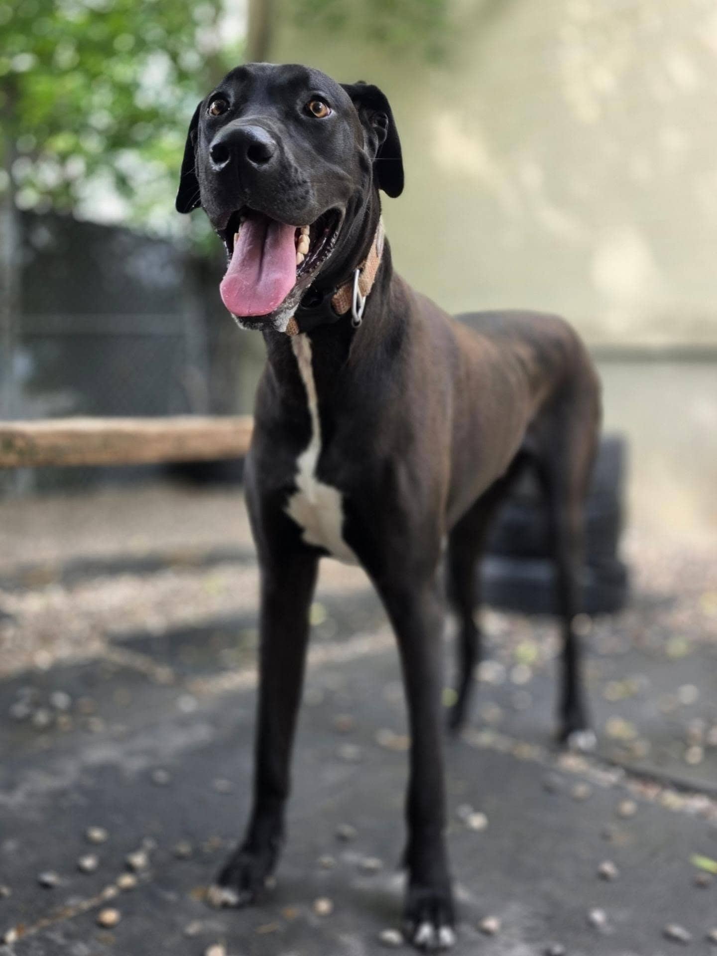 Summit - Great Dane Mix available for adoption in Ontario