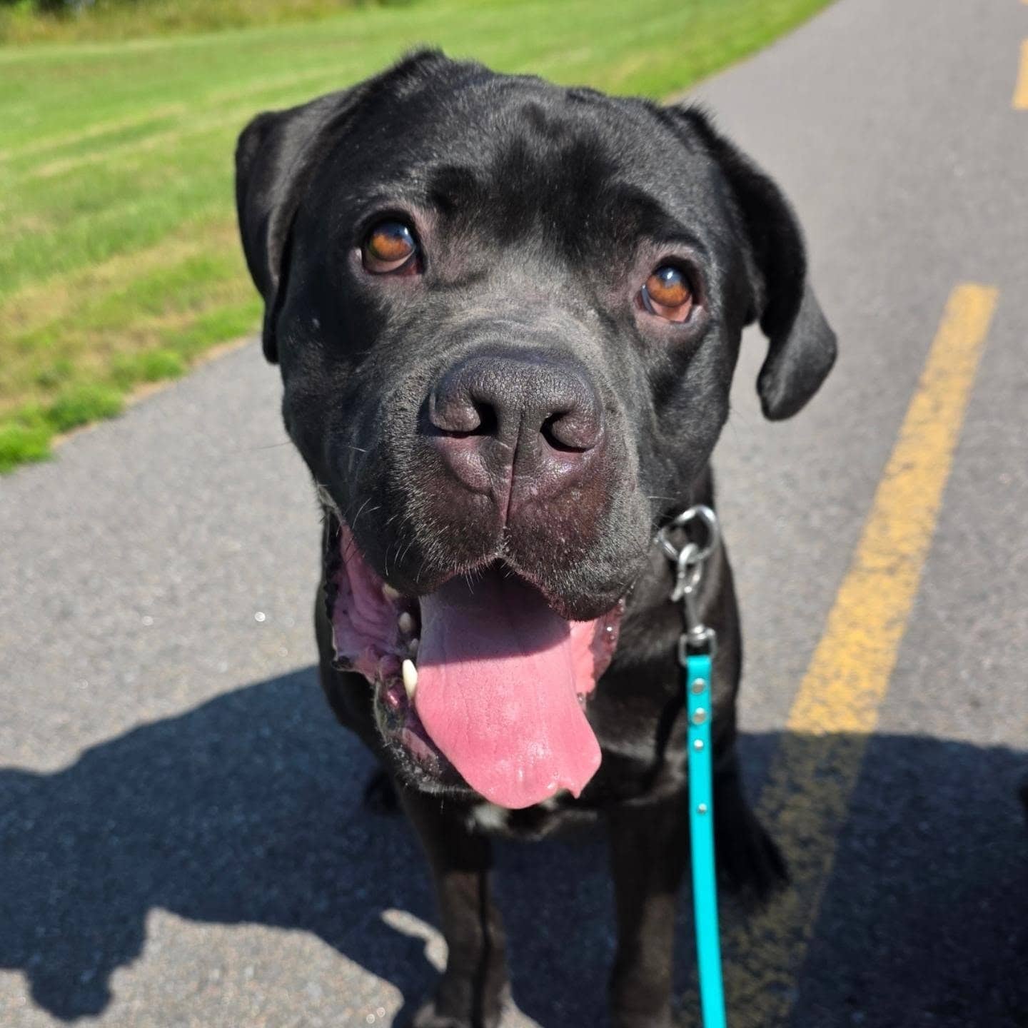 Vincent - Mastiff Mix available for adoption in Ontario