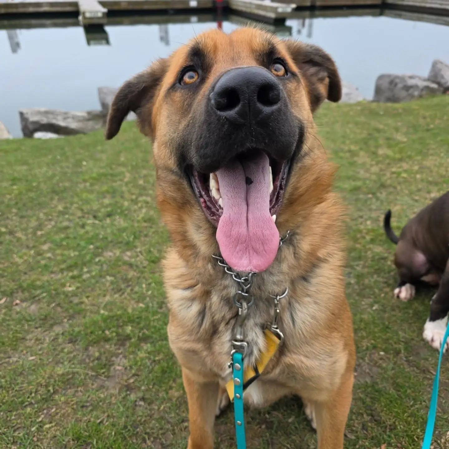 Magnus - Shepherd Mix available for adoption in Ontario