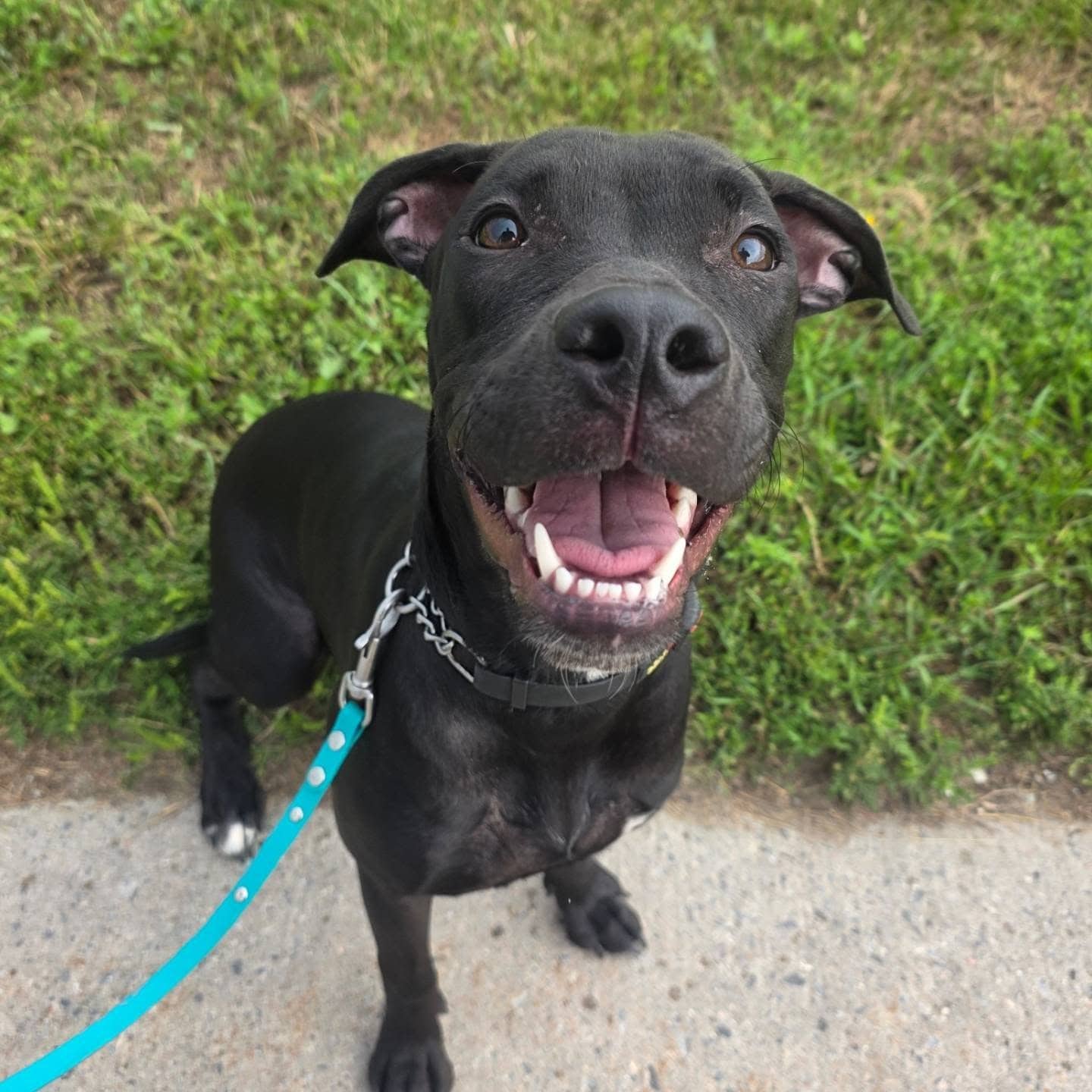 Jett - Labrador Retriever Mix available for adoption in Ontario