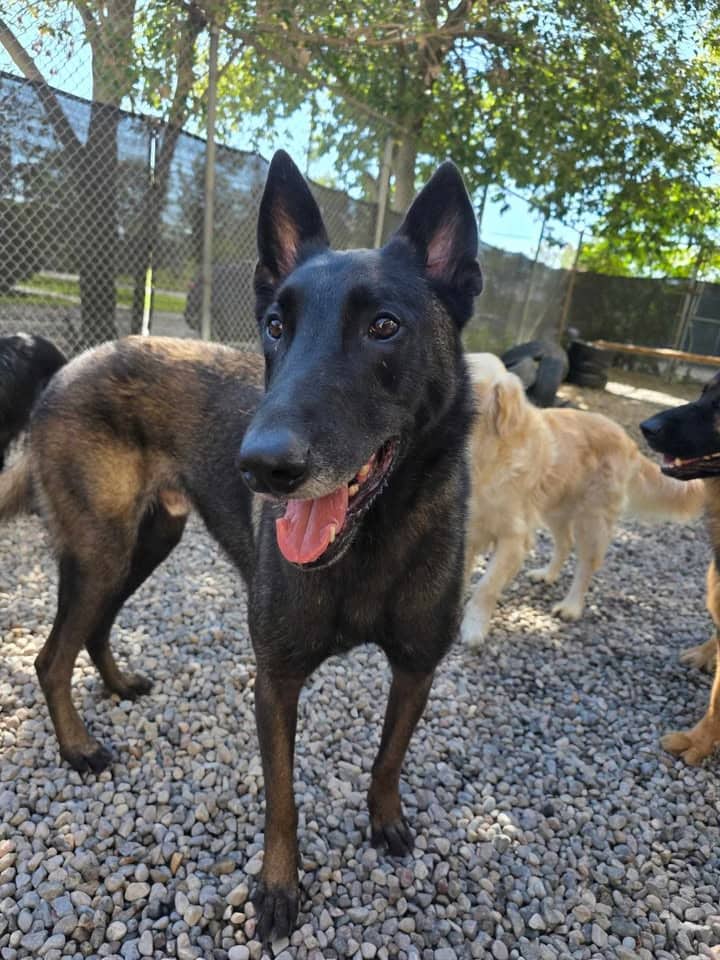 Ledger - Mixed Breed available for adoption in Ontario