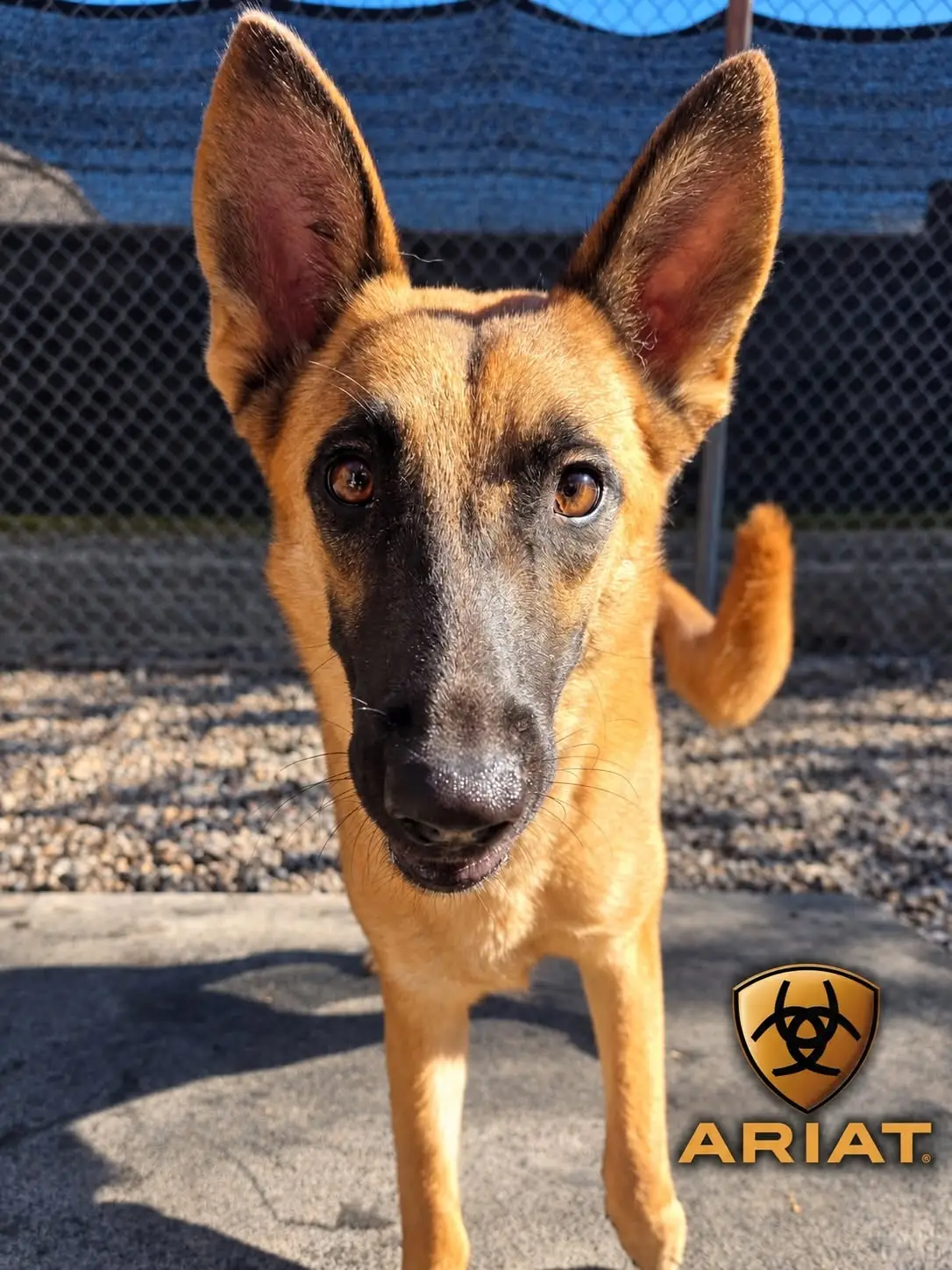 Ariat - Belgian Malinois available for adoption in Ontario