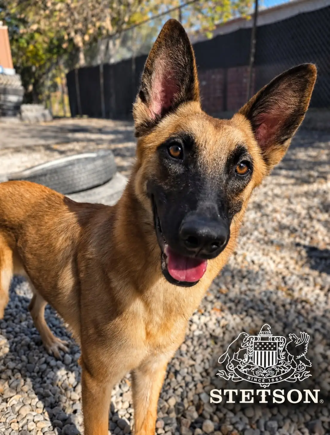 Stetson - Belgian Malinois available for adoption in Ontario