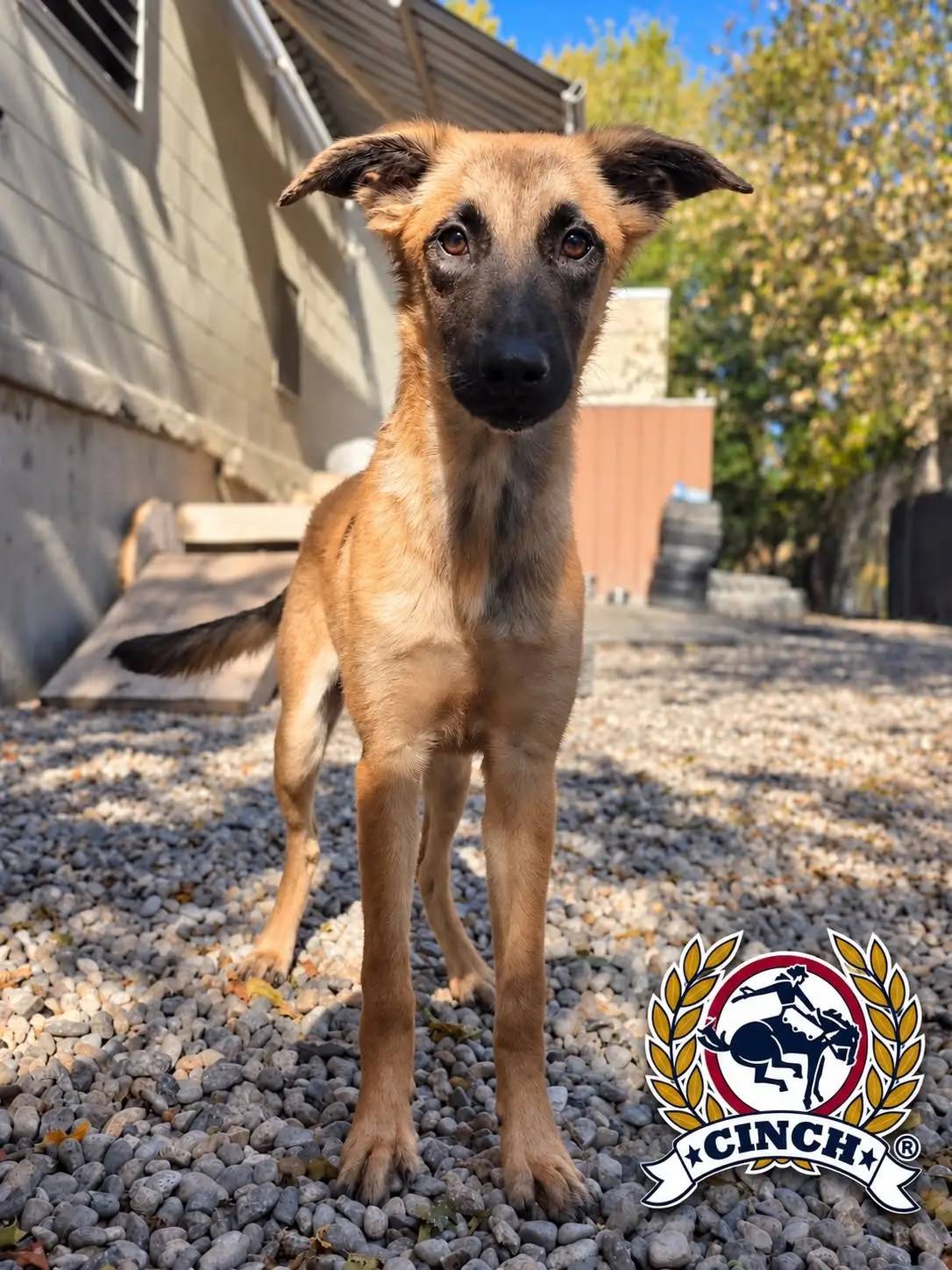 Cinch - Belgian Malinois available for adoption in Ontario
