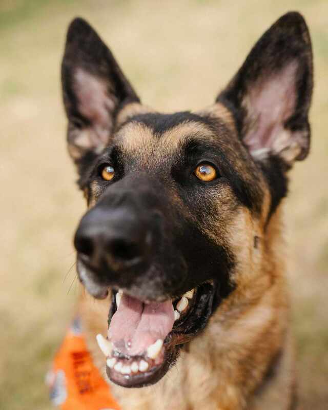 Barkley - Mixed Breed available for adoption in Calgary