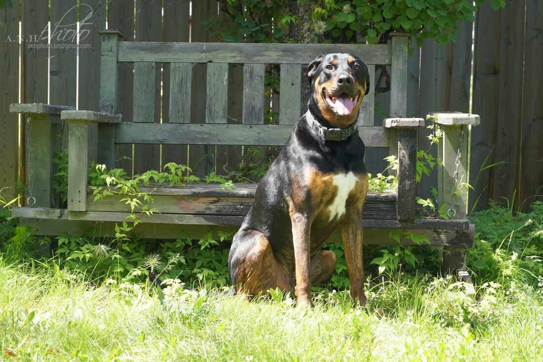 Abbey - Mixed Breed available for adoption in Calgary