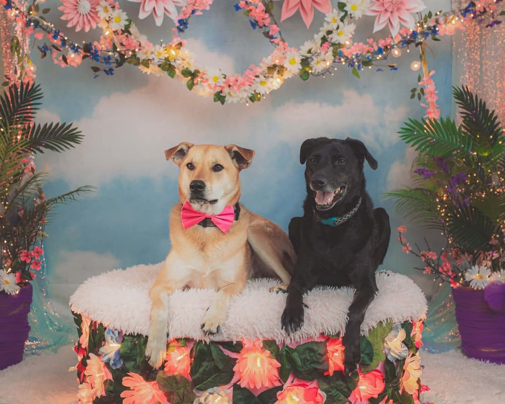 Ace - Mixed Breed available for adoption in Calgary