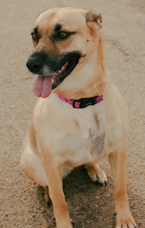 Vine - Mixed Breed available for adoption in Calgary