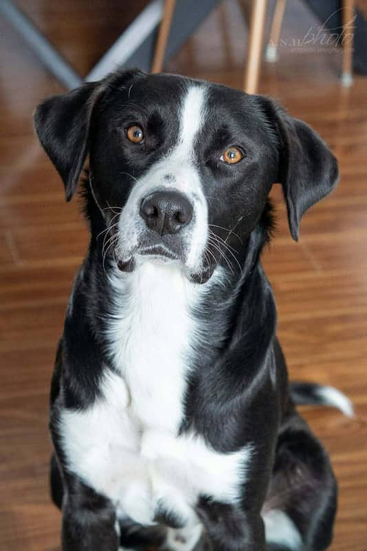 Joe Dirt - Mixed Breed available for adoption in Calgary