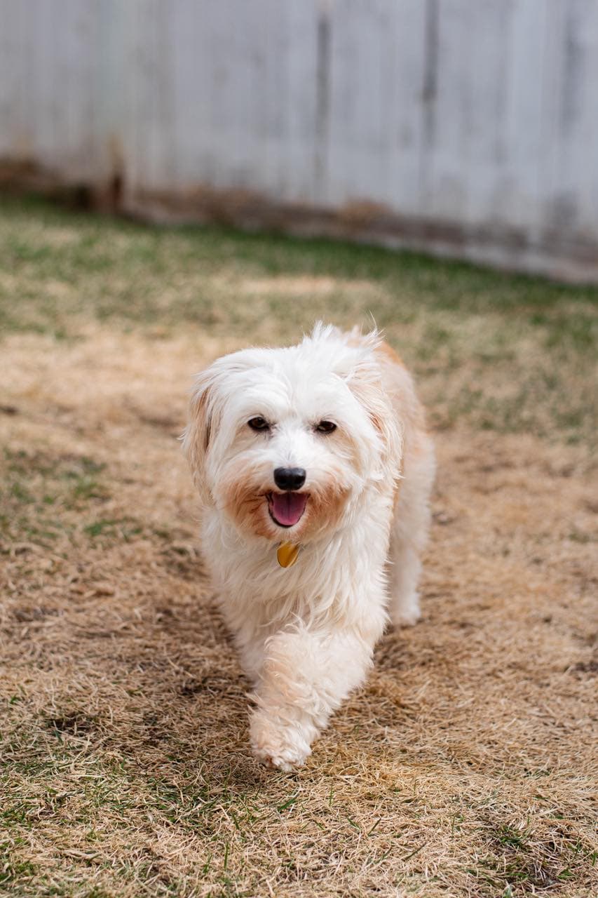 Halliwell - Mixed Breed available for adoption in Calgary