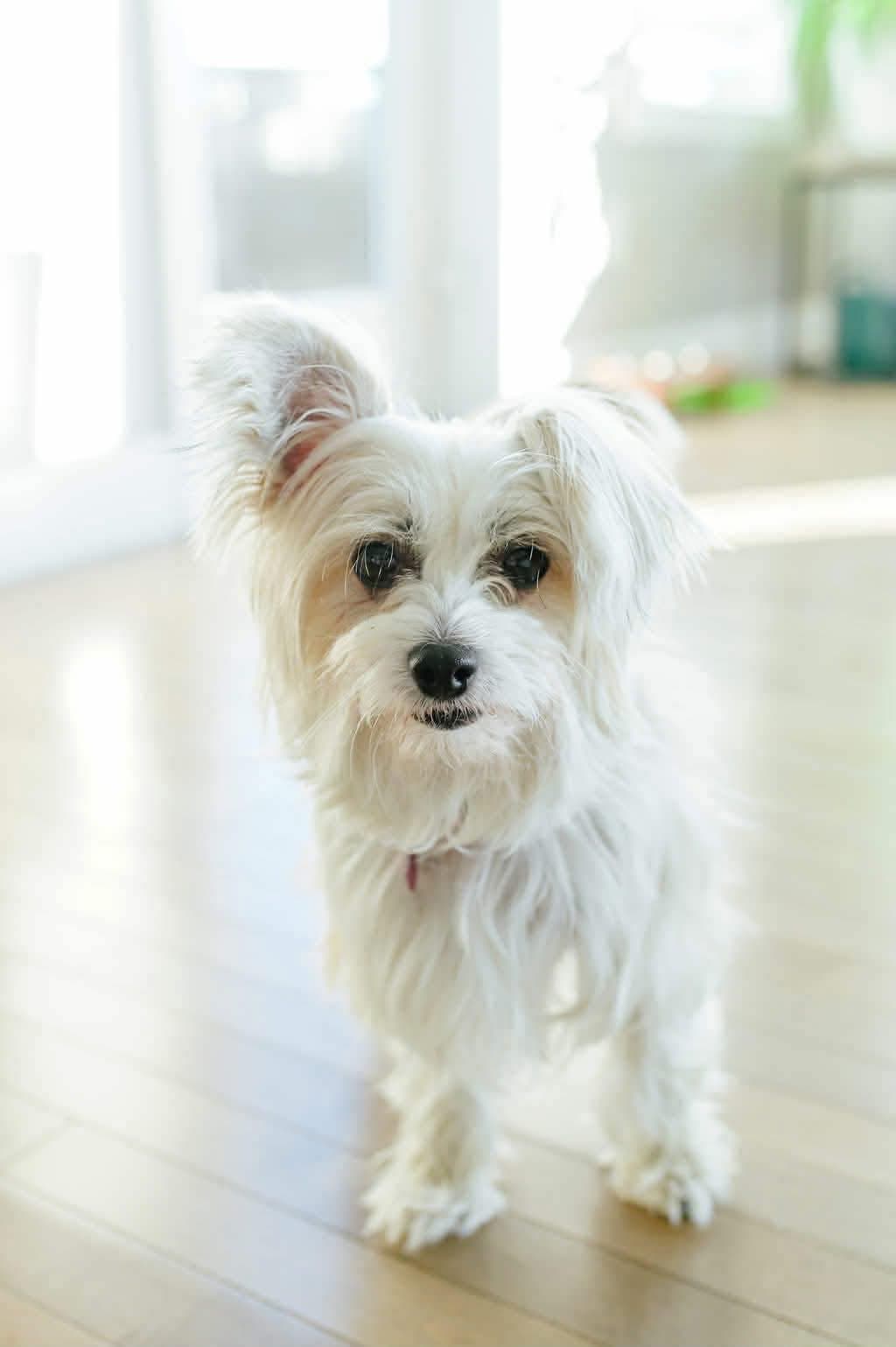 Pony - Mixed Breed available for adoption at Alberta Homeward Hound Rescue Bureau in Calgary