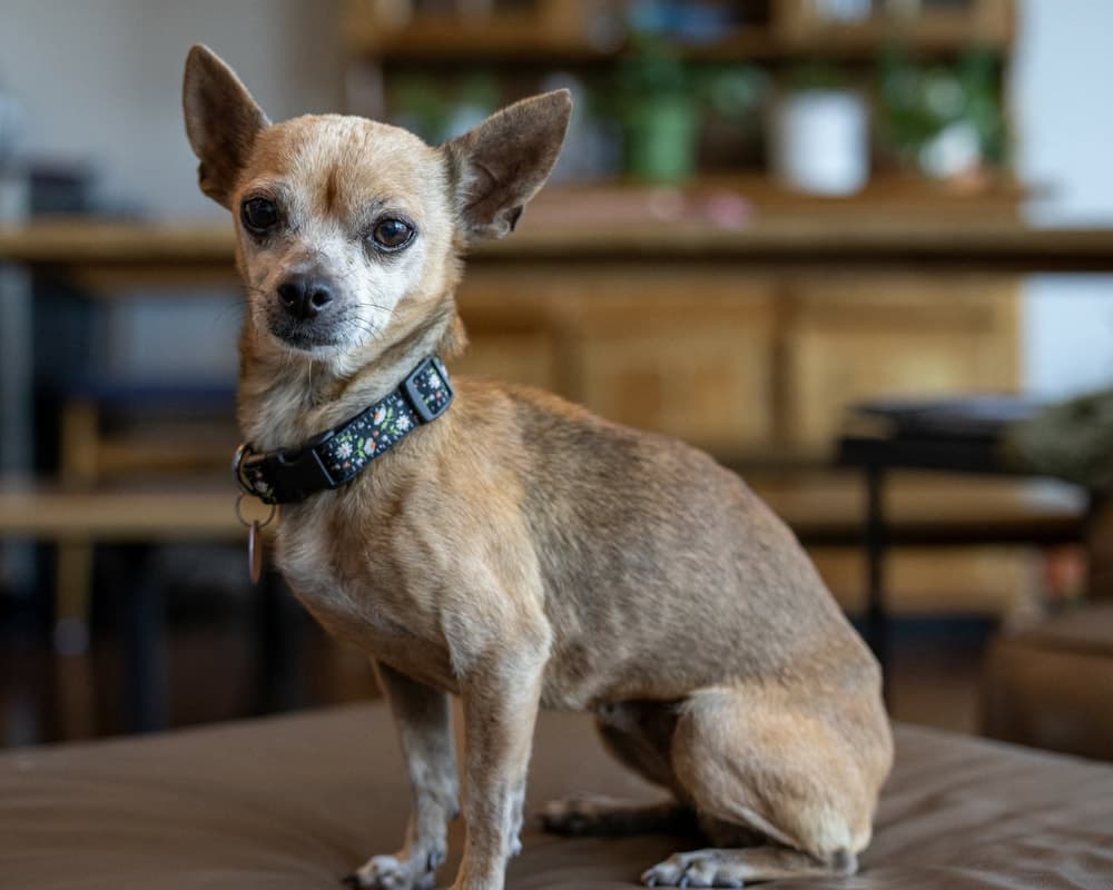 Chad - Mixed Breed available for adoption at Alberta Homeward Hound Rescue Bureau in Calgary