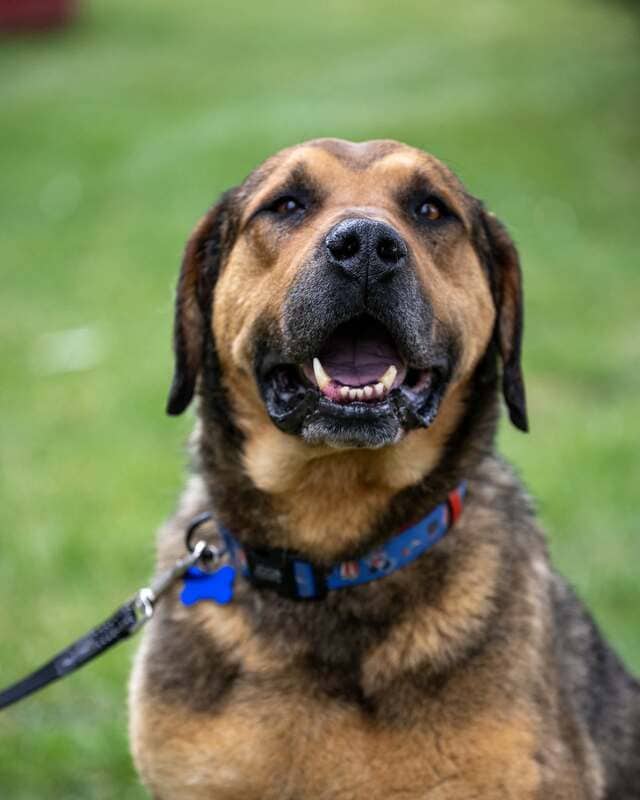 Chad - Mixed Breed available for adoption