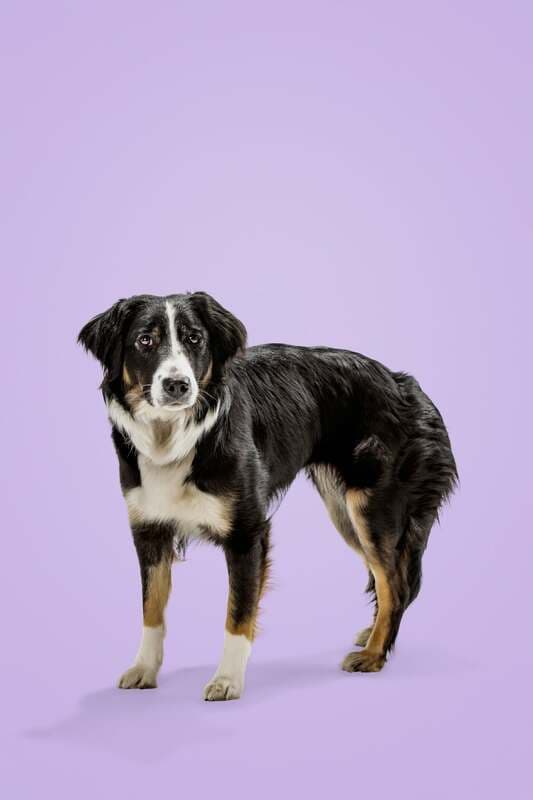 Chanel - Mixed Breed available for adoption