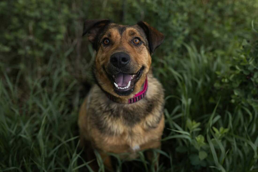 Posty - Mixed Breed available for adoption
