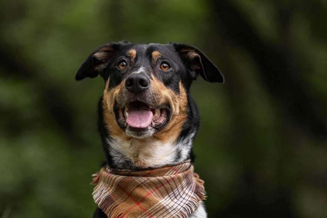 Jazz - Mixed Breed available for adoption