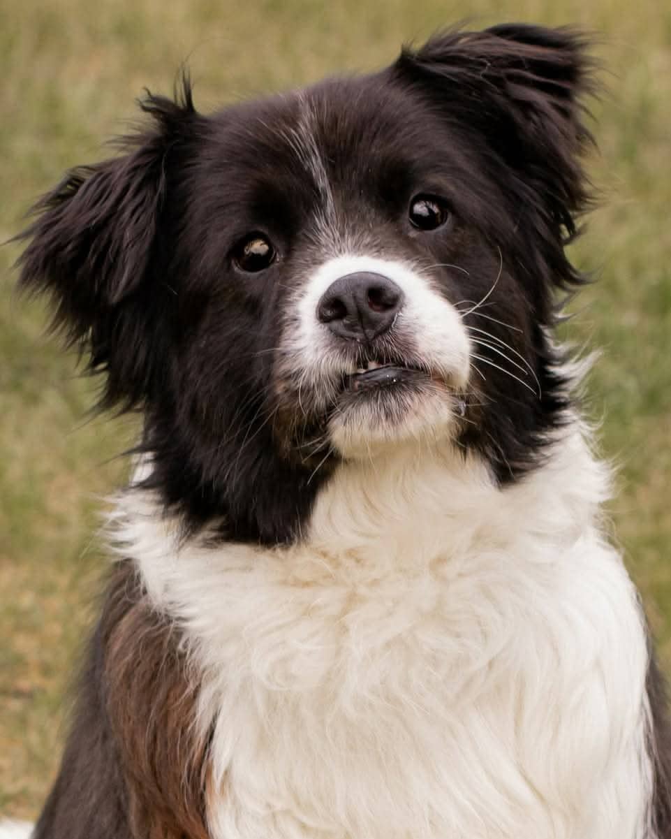 Dolce - Mixed Breed available for adoption