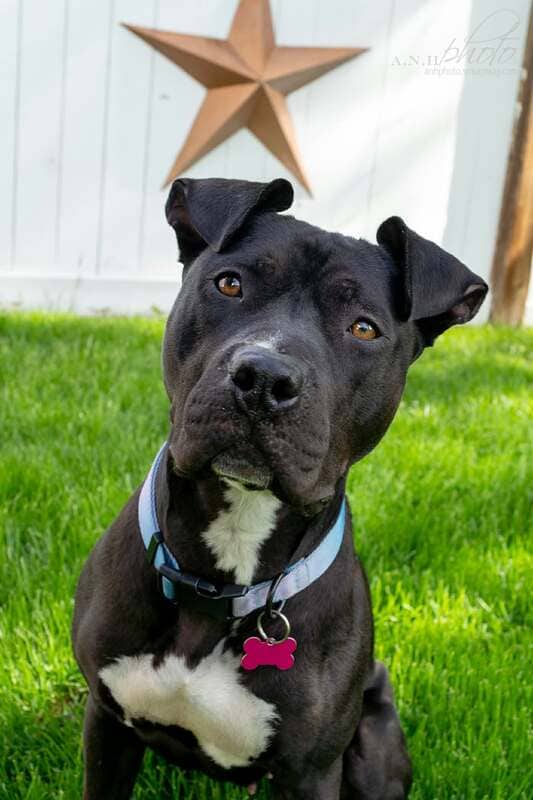 Francine - Mixed Breed available for adoption in Calgary