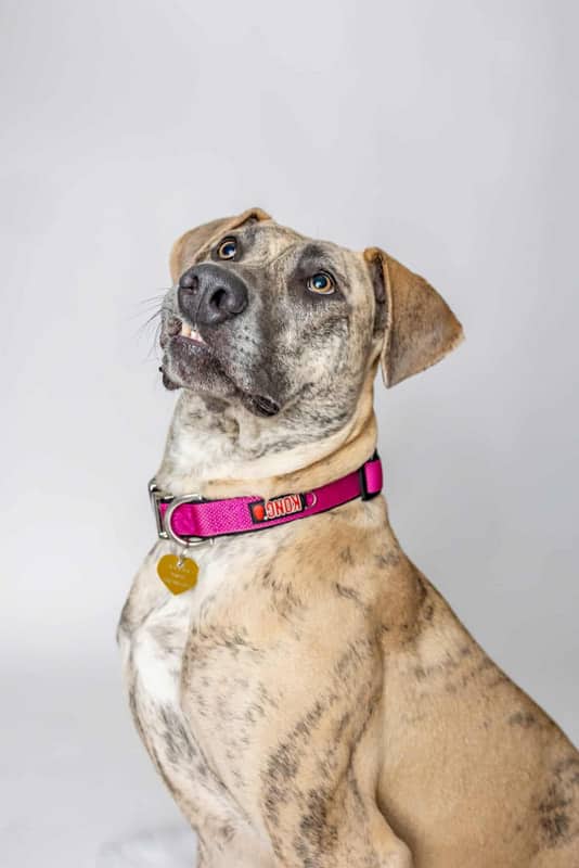 Niska - Mixed Breed available for adoption