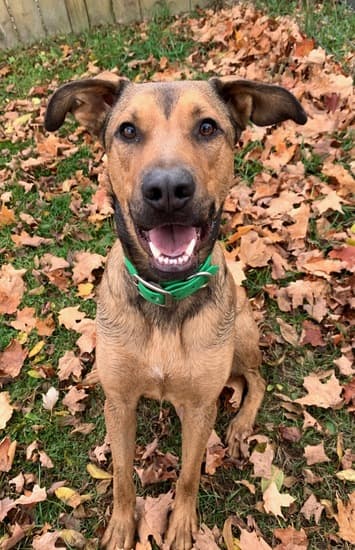 Levi - Mixed Breed available for adoption in Calgary