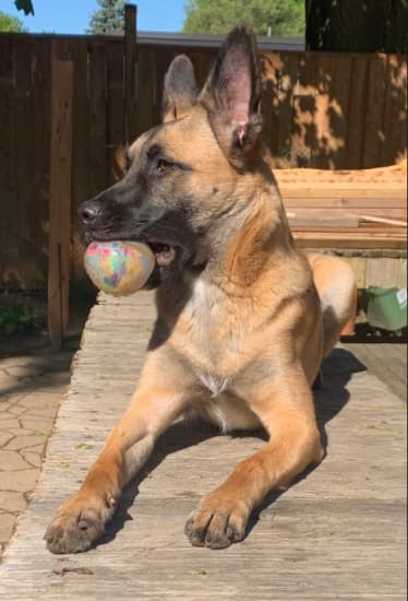 Lucy - Mixed Breed available for adoption in Calgary