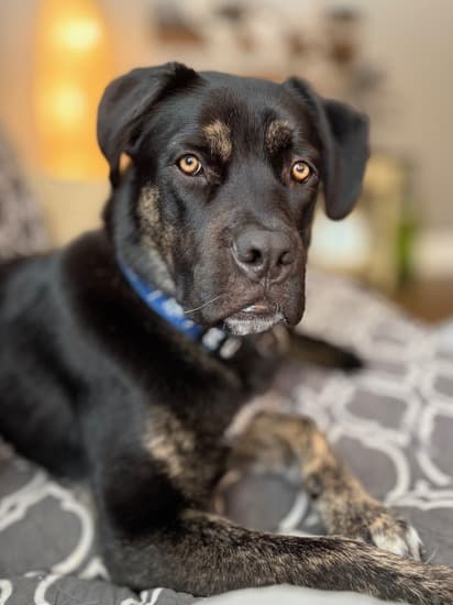 Oliver - Mixed Breed available for adoption in Calgary