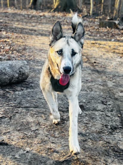 Kai - Mixed Breed available for adoption in Calgary