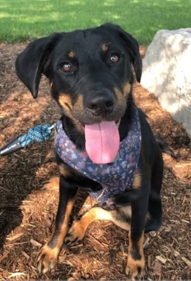 Ollie - Mixed Breed available for adoption in Calgary