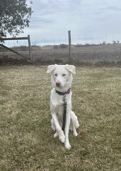 Valentina - Mixed Breed available for adoption in Calgary