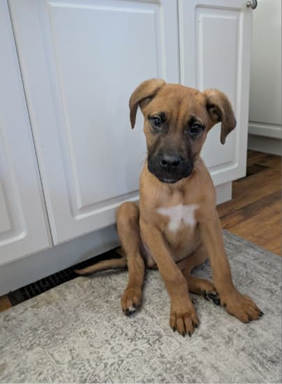 Louie - Mixed Breed available for adoption in Calgary