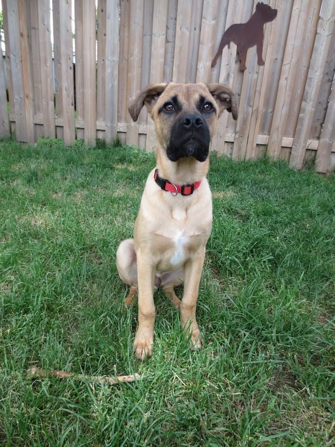 Harold - Mixed Breed available for adoption in Ontario