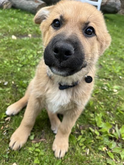 Keelee - Mixed Breed available for adoption in Calgary