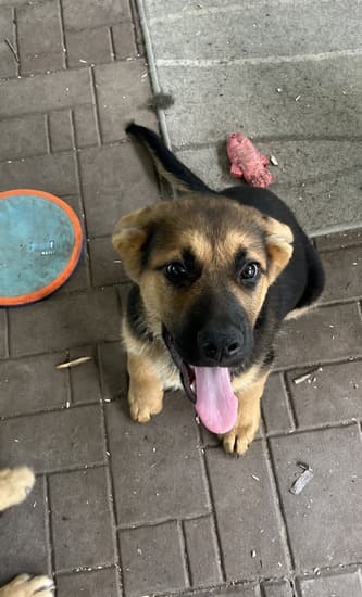 Roy - Mixed Breed available for adoption in Calgary