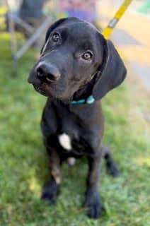 Inky - Mixed Breed available for adoption at ARF Ontario in London