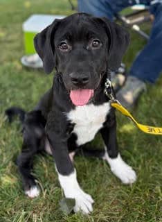 Tattoo - Mixed Breed available for adoption at ARF Ontario in London